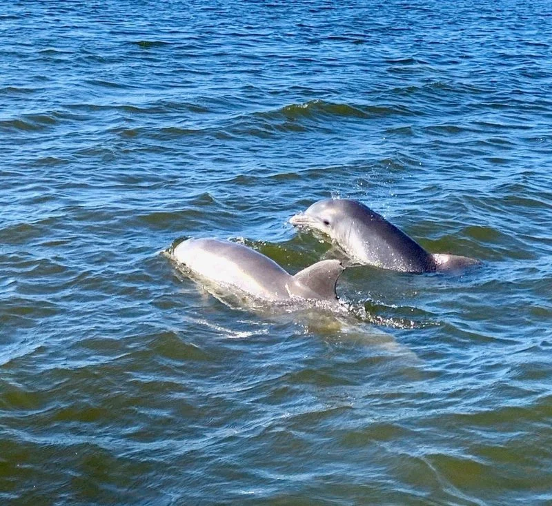 Dolphins surface in Florida waters.